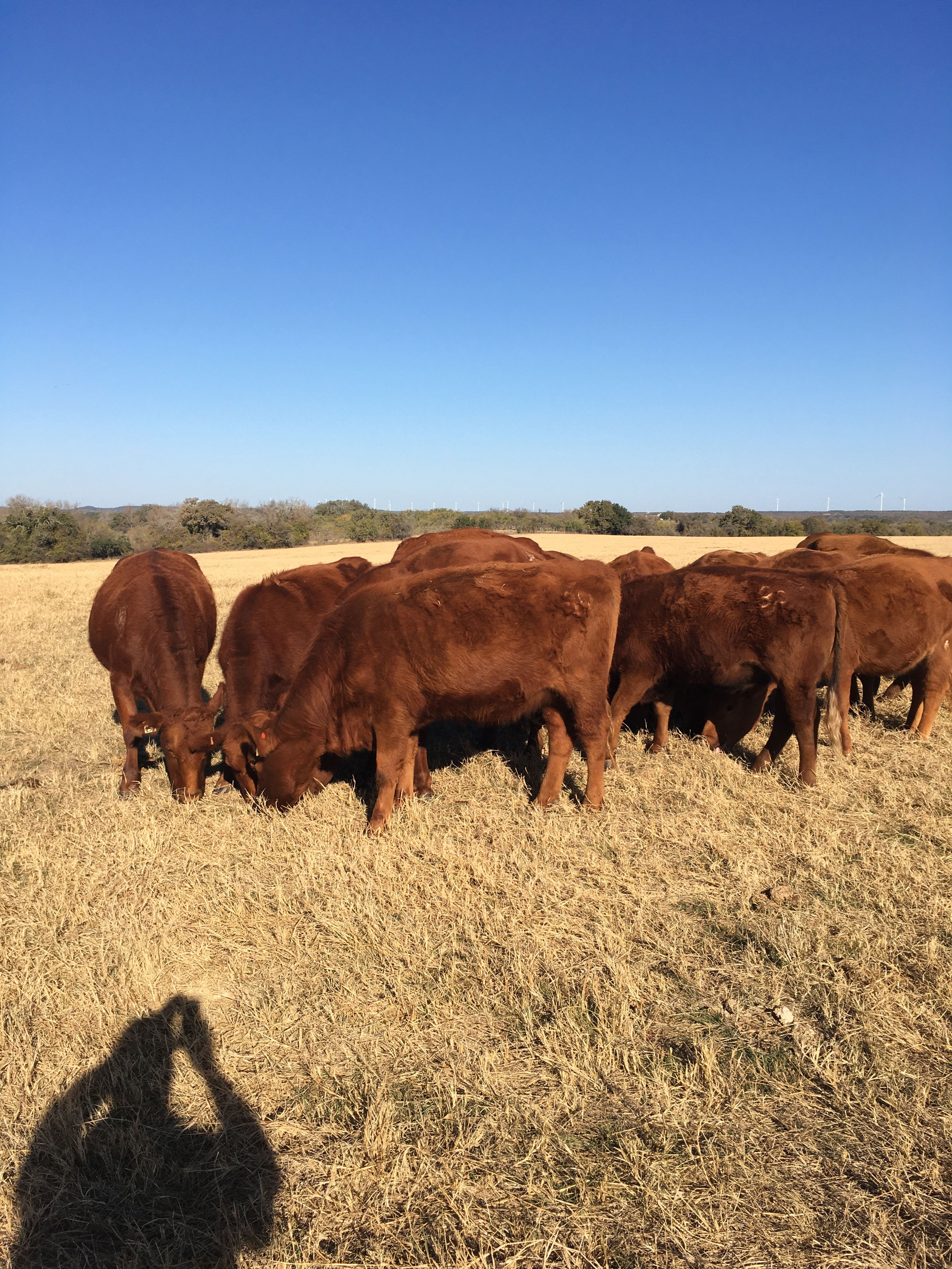 Cattle Range Listing Photo