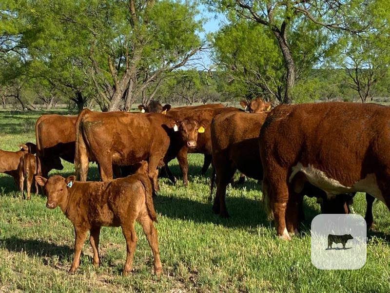 Cattle Range Listing Photo
