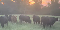 45 Angus & Angus Plus Bred Heifers... Northeast TX