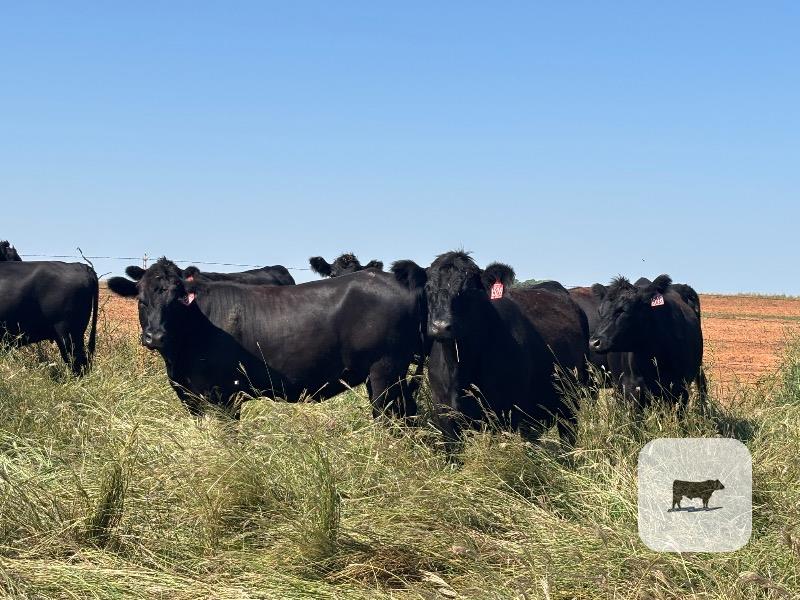 Cattle Range Listing Photo
