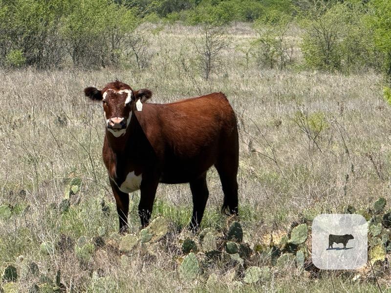Cattle Range Listing Photo
