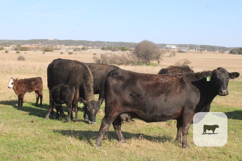 Cattle Range Listing Photo