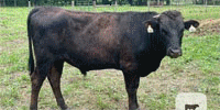 2 Reg. Fullblood Wagyu Bulls... Central OH
