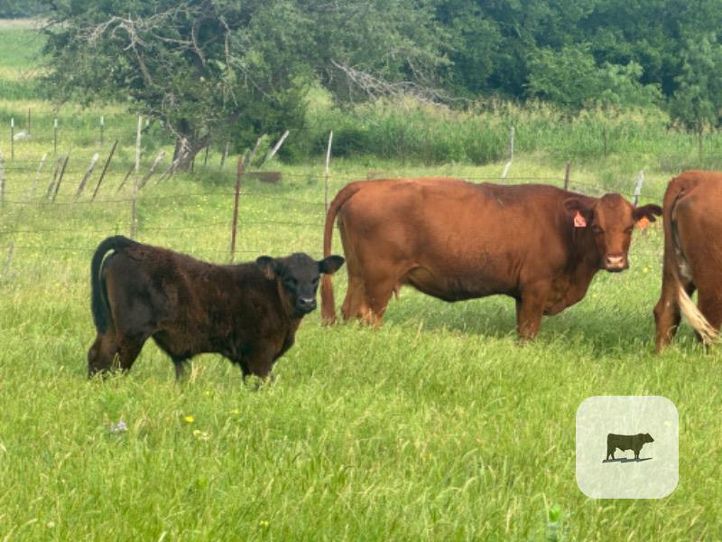 Cattle Range Listing Photo