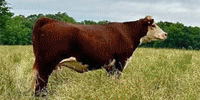 5 Reg. Hereford Cows... S. Central LA