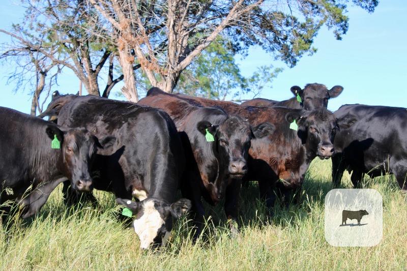 Cattle Range Listing Photo