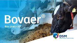 Brazil Approves Methane-Busting Cattle Feed