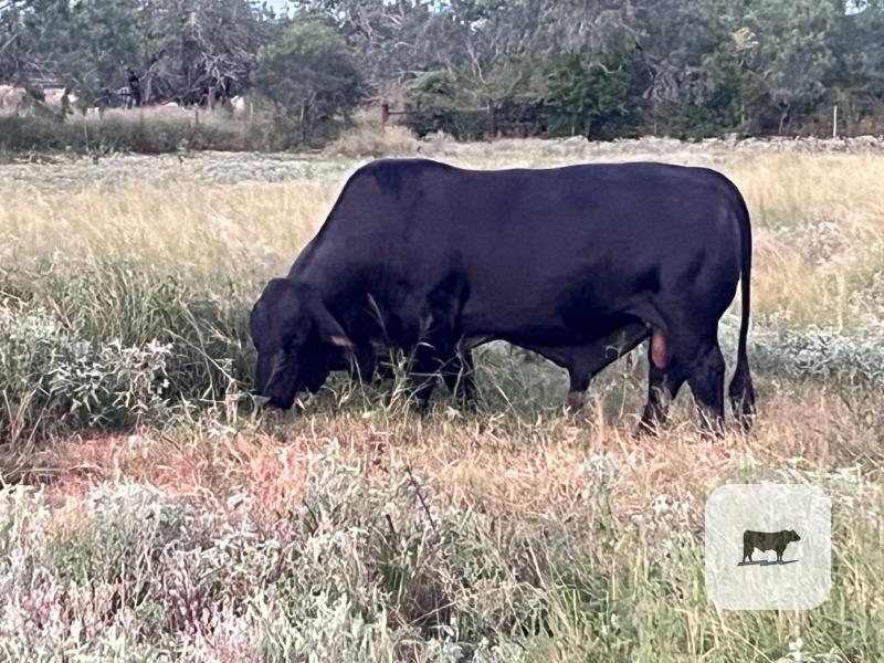 Cattle Range Listing Photo