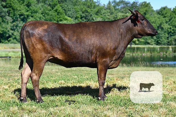 Cattle Range Listing Photo