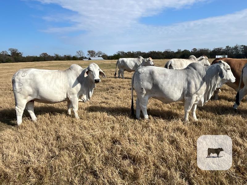 Cattle Range Listing Photo