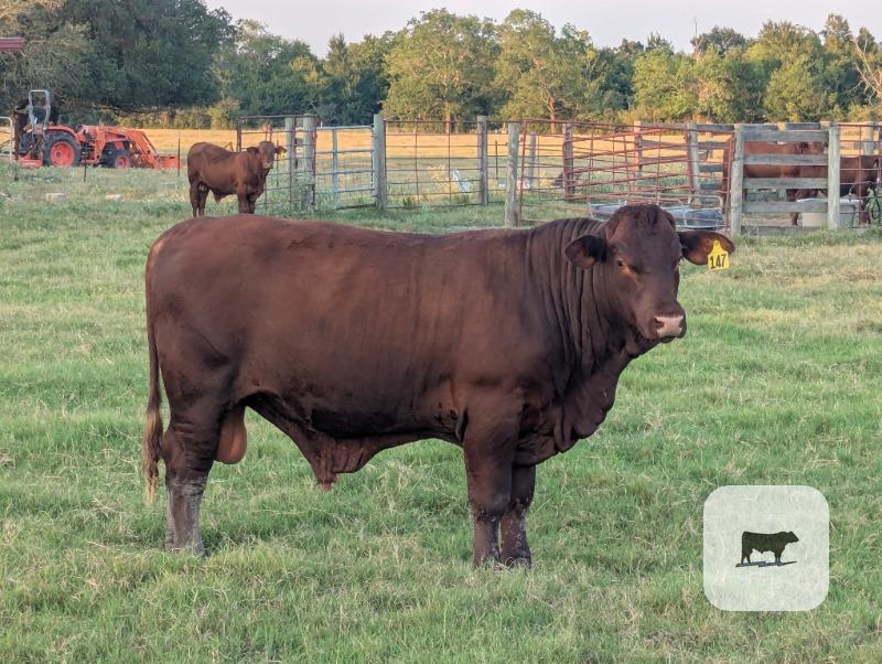 Cattle Range Listing Photo