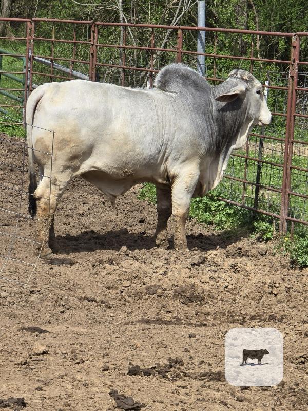 Cattle Range Listing Photo