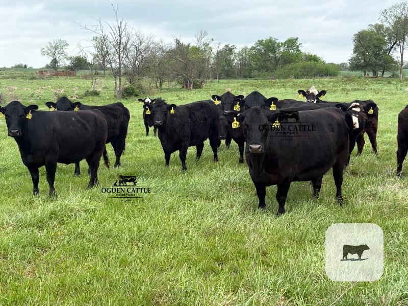 Cattle Range Listing Photo