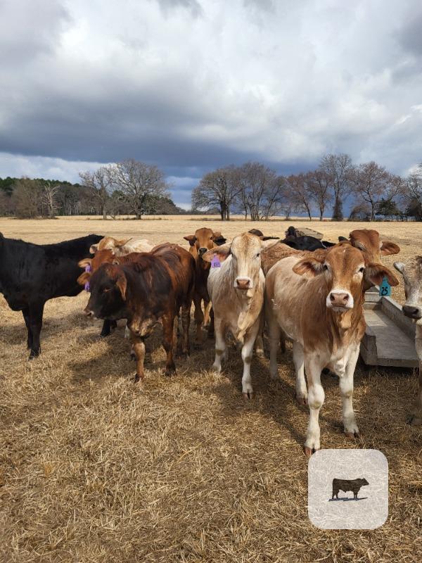 Cattle Range Listing Photo