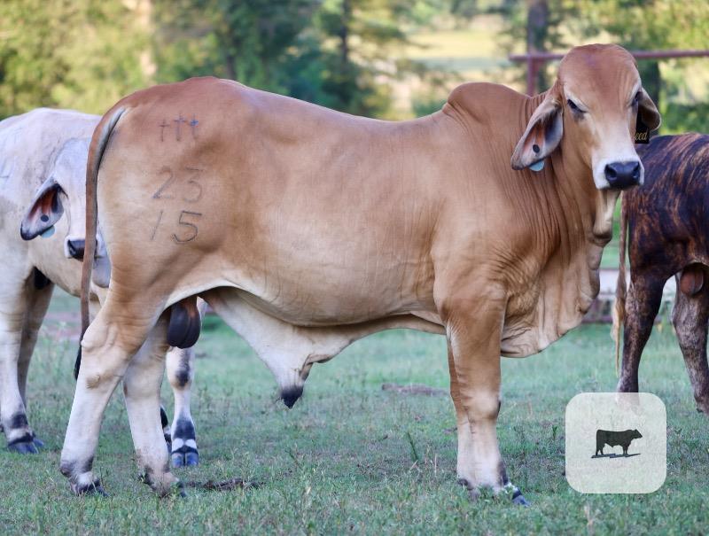 Cattle Range Listing Photo