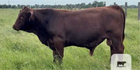 1 Reg. Red Brangus Bull... East TX