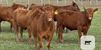 70 Red Angus Rep. Heifers... Central TX (1)