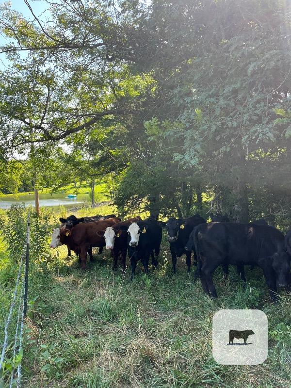 Cattle Range Listing Photo