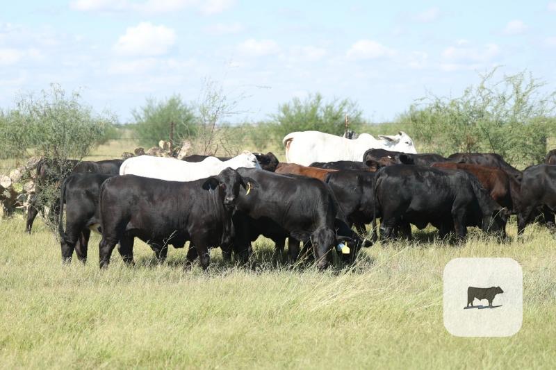 Cattle Range Listing Photo 3