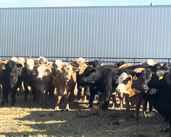 Cattle Range Listing Photo