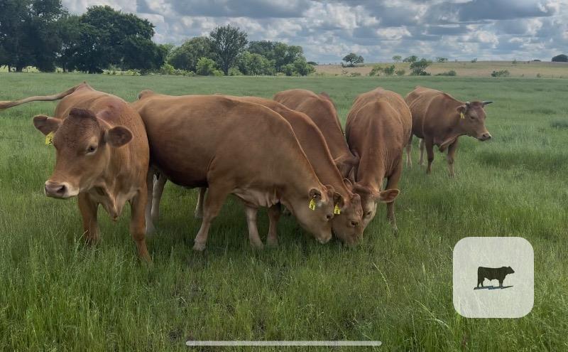 Cattle Range Listing Photo