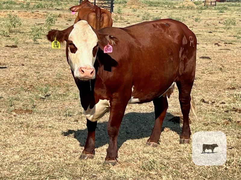 Cattle Range Listing Photo