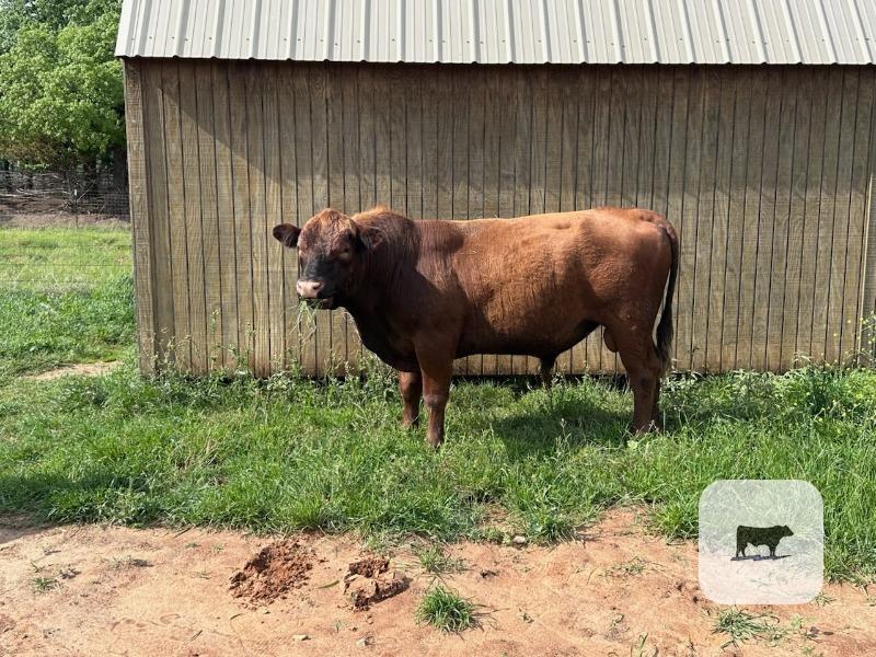 Cattle Range Listing Photo