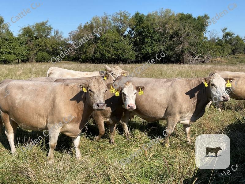 Cattle Range Listing Photo