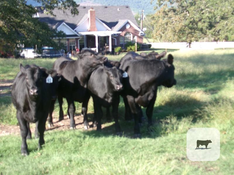Cattle Range Listing Photo