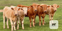 13 Akaushi Feeder Steers... N. Central OK