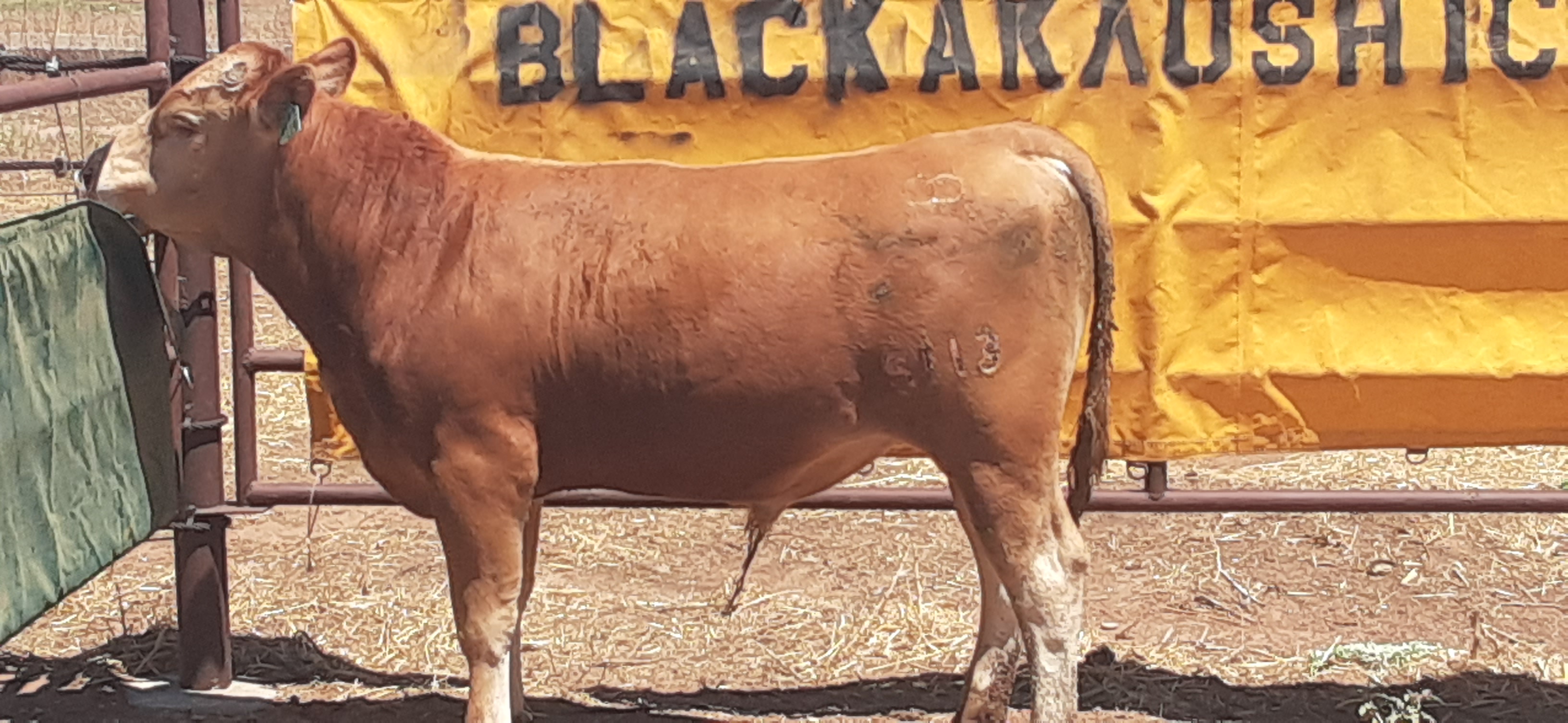Cattle Range Listing Photo