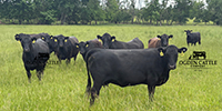 41 Angus & BWF Cows... Southwest MO