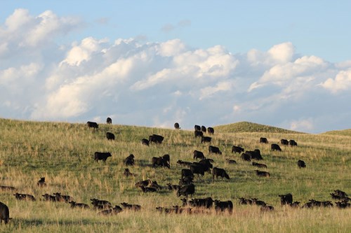 Pasture & Range Conditions as of 6/22/25