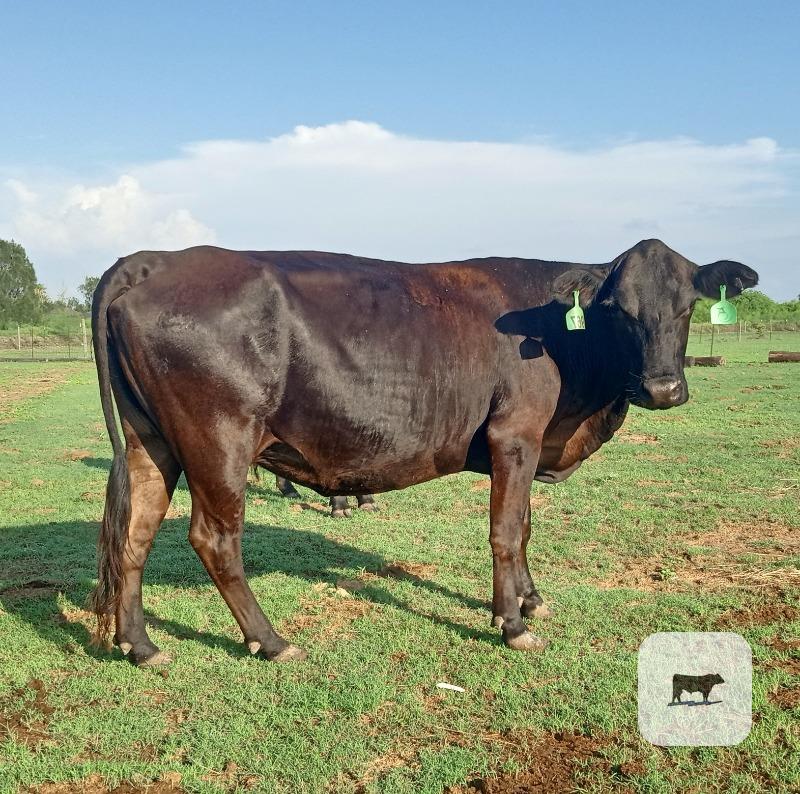 Cattle Range Listing Photo