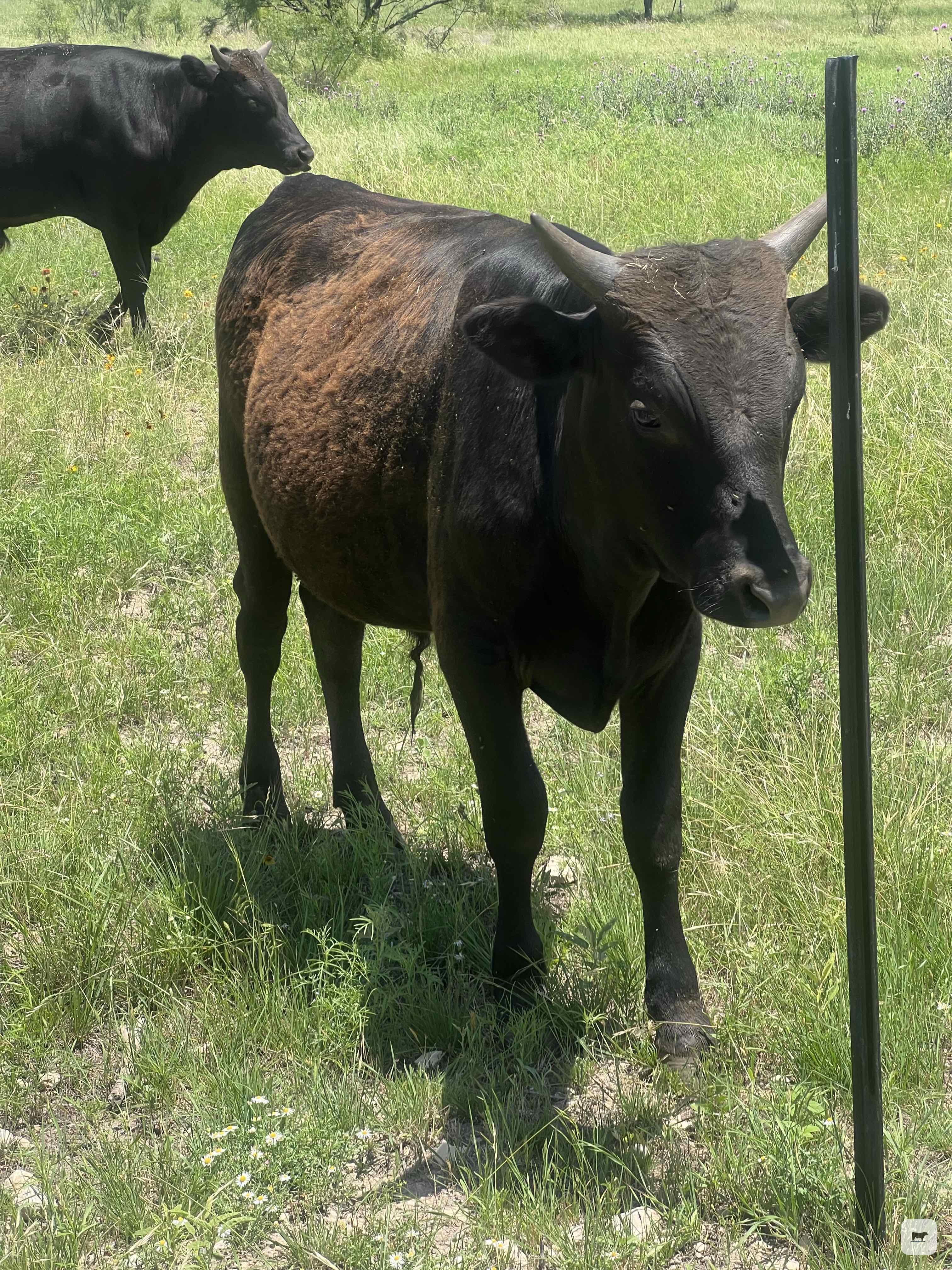 Cattle Range Listing Photo