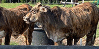 6 Reg. 'Golden Certified' F1 Tigerstripe Rep. Heifers... East TX