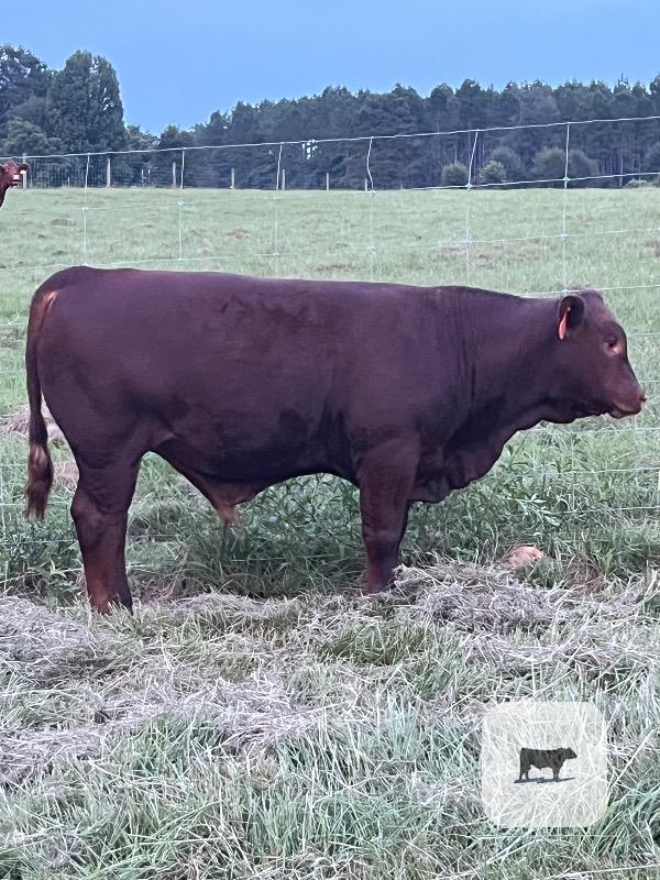 Cattle Range Listing Photo