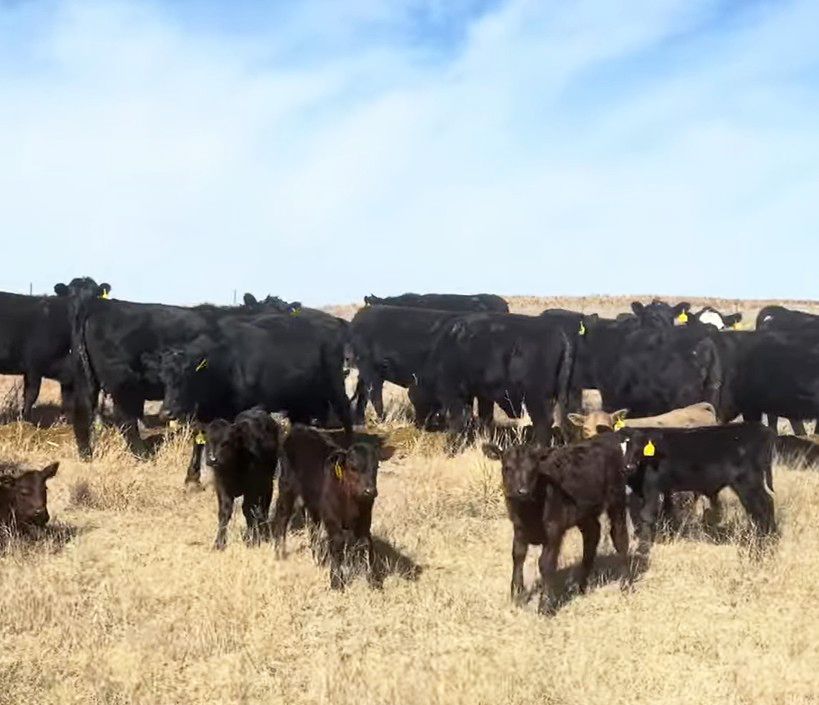 Cattle Range Listing Photo