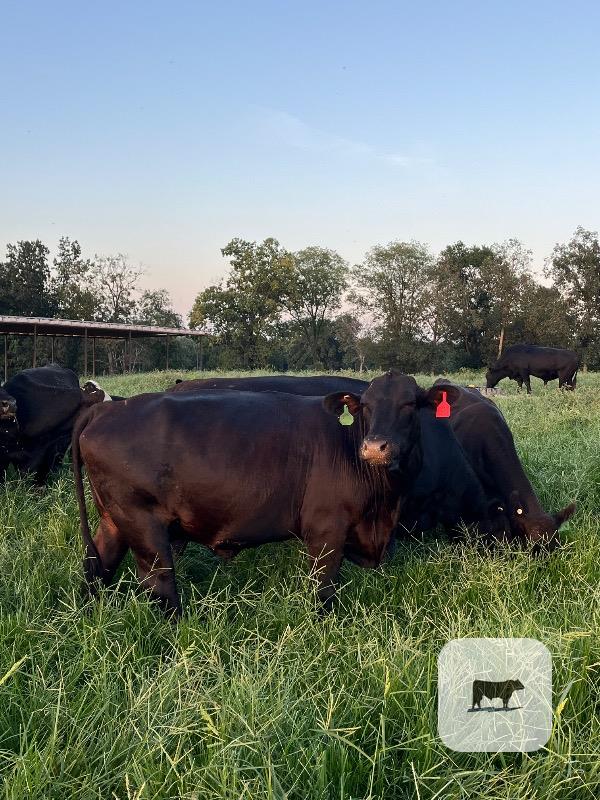 Cattle Range Listing Photo
