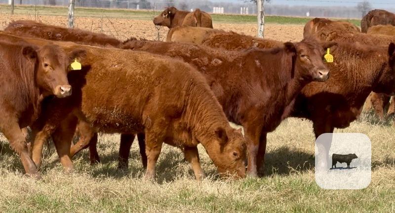 Cattle Range Listing Photo
