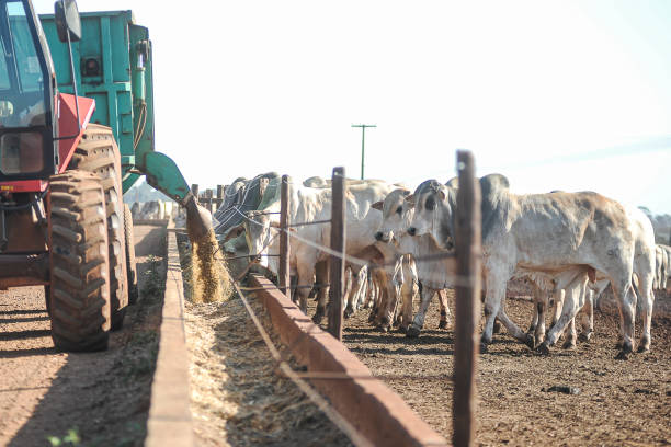 Brazil surpassing US as Top Beef Producer