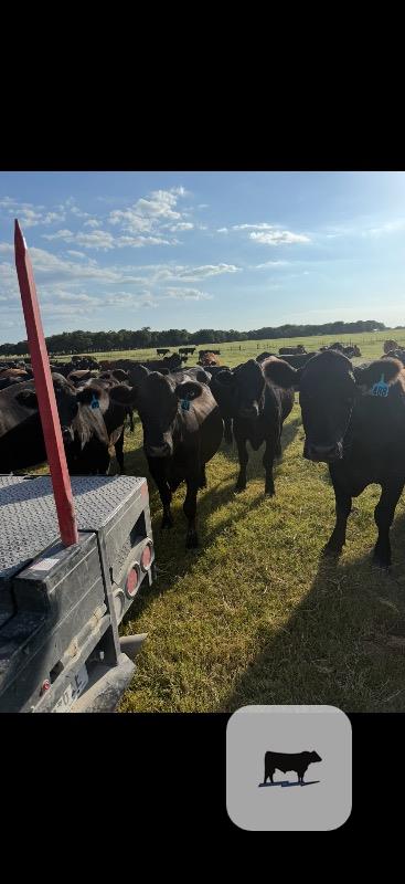 Cattle Range Listing Photo 3