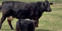 2 Maine-Angus Pairs... S. Central OK
