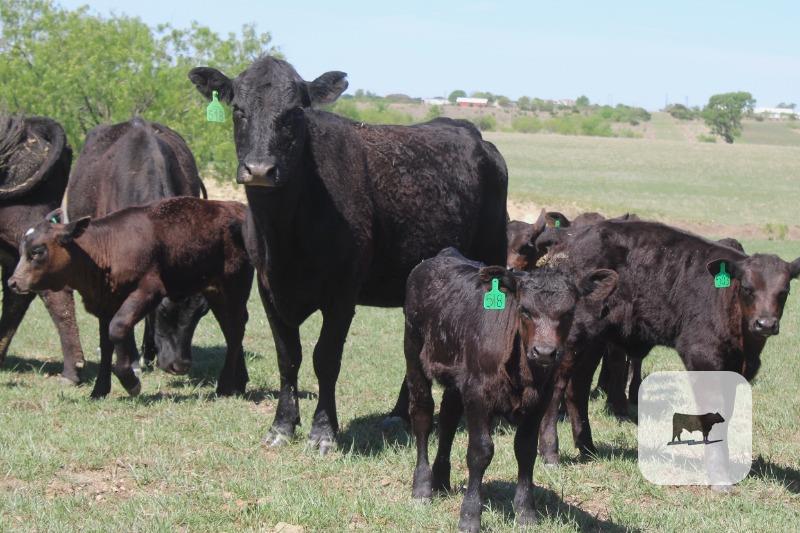 Cattle Range Listing Photo