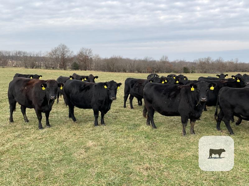 Cattle Range Listing Photo