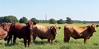 44 Red Crossbred Bred Heifers... South TX