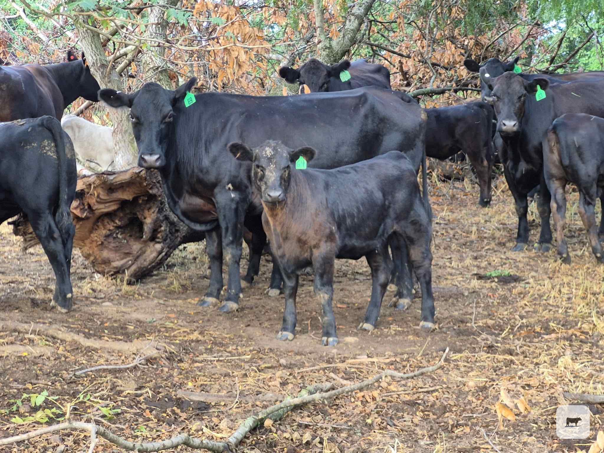 Cattle Range Listing Photo