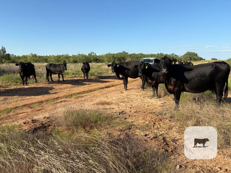 Cattle Range Listing Photo