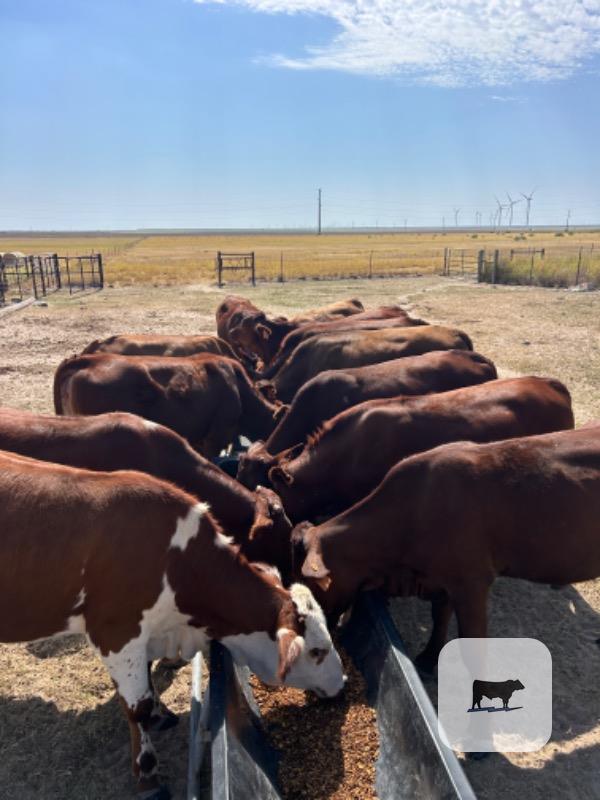 Cattle Range Listing Photo