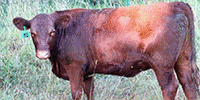 26 Red SimAngus Rep. Heifers... Southwest MO ~ FD